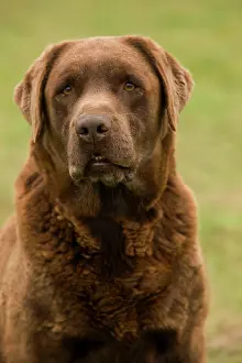 Liver: Dog - Chocolate Labrador
