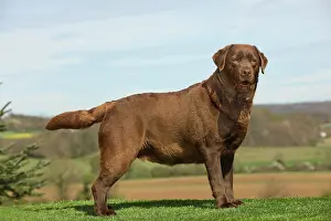Chocolate: Dog - Chocolate Labrador
