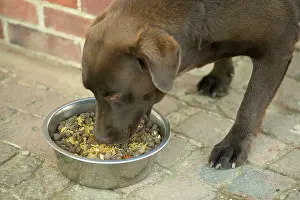 Moist: Dog - Chocolate Labrador - eating semi-moist food from bowl