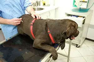 Examine: Dog - Chocolate Labrador being examined by vet