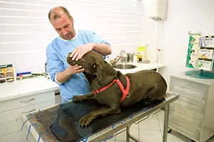 Examine: Dog - Chocolate Labrador being examined by vet