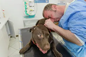 Examine: Dog - Chocolate Labrador being examined by vet