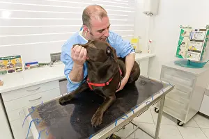 Examine: Dog - Chocolate Labrador being examined by vet