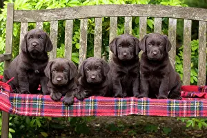 Tartan: DOG - Chocolate labrador puppies
