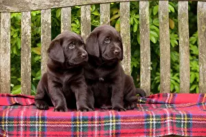 Tartan: DOG - Chocolate labrador puppies