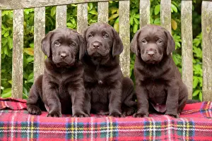 Tartan: DOG - Chocolate labrador puppies