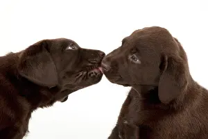 Cute Puppies By John Daniels: DOG - Chocolate labrador puppies