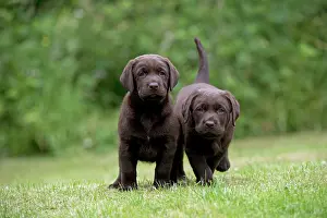 Cute Puppies By John Daniels: DOG - Chocolate labrador puppies