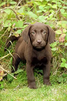 Gunddogs: DOG - Chocolate labrador puppy (13 weeks)
