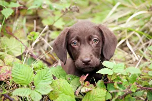 Gunddogs: DOG - Chocolate labrador puppy (13 weeks)