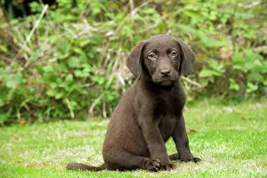 Gunddogs: DOG - Chocolate labrador puppy (13 weeks)