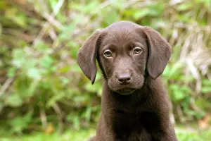 Gunddogs: DOG - Chocolate labrador puppy (13 weeks)