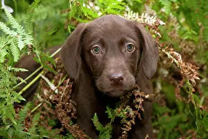 Gungogs: DOG - Chocolate labrador puppy (13 weeks)
