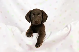 Gungogs: DOG - Chocolate labrador puppy (13 weeks)
