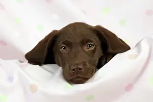 Gungogs: DOG - Chocolate labrador puppy (13 weeks)