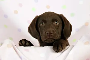 Gungogs: DOG - Chocolate labrador puppy (13 weeks)