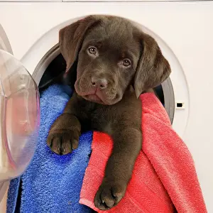 Machines: Dog Chocolate Labrador puppy (13 weeks)