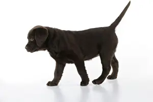 Liver: Dog - Chocolate Labrador puppy