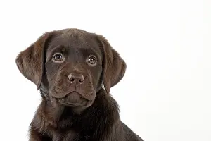 Liver: Dog - Chocolate Labrador puppy