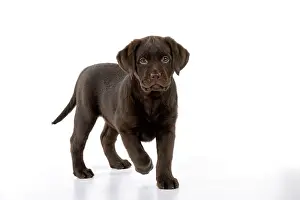 Liver: Dog - Chocolate Labrador puppy