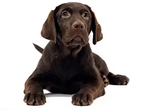 Liver: Dog - Chocolate labrador puppy
