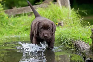 Paddling: DOG - Chocolate labrador puppy