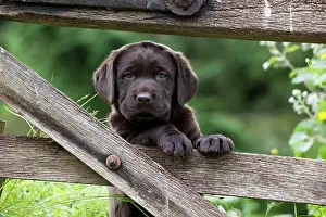 Cute Puppies By John Daniels: DOG - Chocolate labrador puppy
