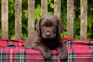Tartan: DOG - Chocolate labrador puppy