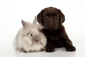 Lionhead: DOG - Chocolate labrador puppy