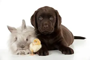 Lionhead: DOG - Chocolate labrador puppy