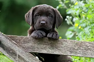 Peeking: DOG - Chocolate labrador puppy