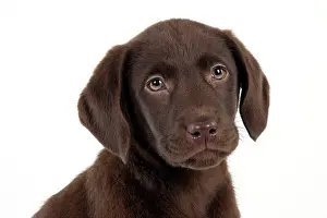 Gungogs: DOG - Chocolate labrador puppy (head shot) (13 weeks)