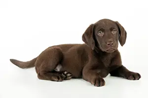 Gungogs: DOG - Chocolate labrador puppy laying down (13 weeks)