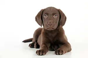 Gungogs: DOG - Chocolate labrador puppy laying down (13 weeks)