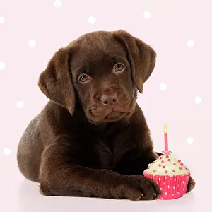Candle: DOG - Chocolate Labrador puppy laying down with cup cake