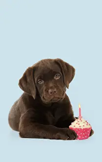 Candle: DOG - Chocolate Labrador puppy laying down with cup cake
