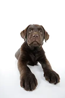 Liver: Dog - Chocolate Labrador puppy - lying down