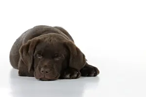 Liver: Dog - Chocolate Labrador puppy - lying down