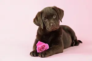 Liver: DOG. Chocolate Labrador puppy lying down with rose