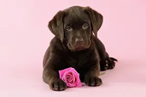 Roses: DOG. Chocolate Labrador puppy lying down with rose