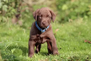 Liver: Dog - Chocolate Labrador - puppy outside