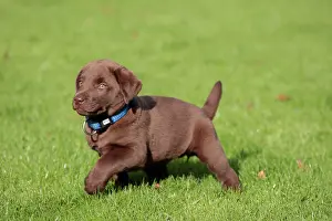 Liver: Dog - Chocolate Labrador - puppy outside