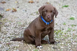 Liver: Dog - Chocolate Labrador - puppy outside