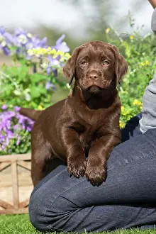 Kneeling: Dog - Chocolate Labrador puppy with owner