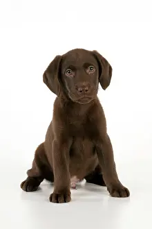 Gungogs: DOG - Chocolate labrador puppy sitting (13 weeks)