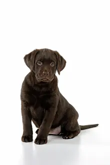 Liver: Dog - Chocolate Labrador puppy - sitting down