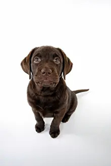 Liver: Dog - Chocolate Labrador puppy - sitting down