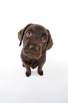 Liver: Dog - Chocolate Labrador puppy - sitting down