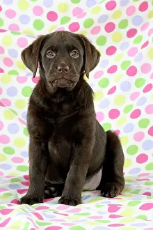 Liver: Dog - Chocolate Labrador puppy - sitting down