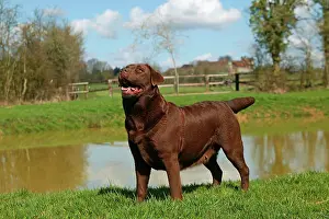 Liver: Dog - Chocolate Labrador Retriever